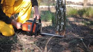 How Our Tree Care Process Works  in  Union Hall, VA