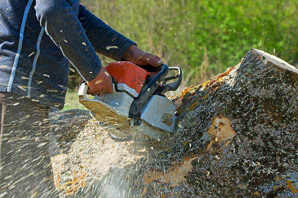 Best Tree and Shrub Care  in Union Hall, VA